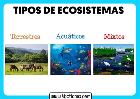 Ecosistemas Mixtos Que Son Tipos Y Ejemplos Ovacen Ecosistemas Tipos De ...