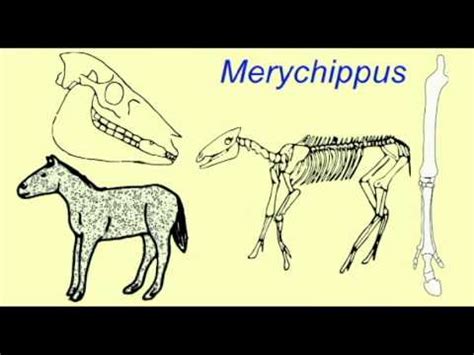 HORSE EVOLUTION: Merychippus - YouTube