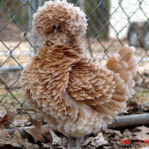 buff-laced Polish bantam (frizzled) #aww #cute #animals #cats #dogs ...