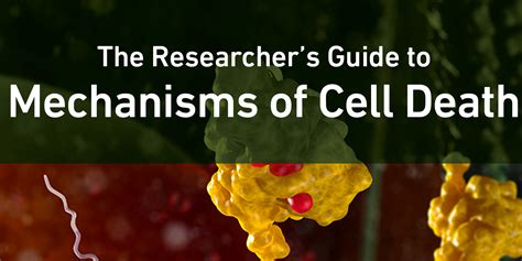 Mechanisms of Cell Death: Apoptosis