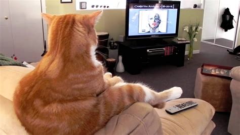 Cat sitting and watching tv ! - YouTube