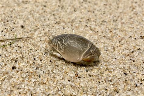 Mole crabs (Emerita talpoida) – Seashore to Forest Floor