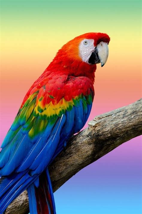 Parrot, Colorful parrots, Exotic birds