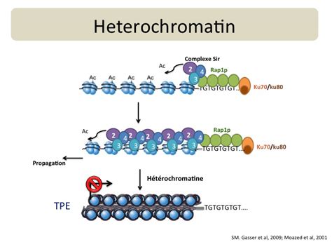 Antonio Conconi Lab » REN et hétérochromatine / NER and heterochromatin