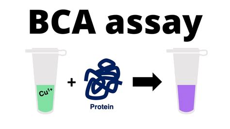 How to determine the protein concentration with the BCA Protein Assay - YouTube