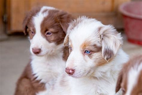 Border Collie Australian Shepherd Mix: Breed Information Guide