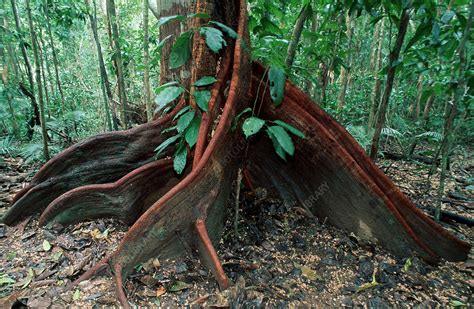 Buttress roots of a rainforest tree - Stock Image - E640/0742 - Science ...