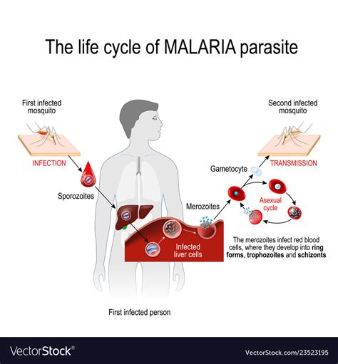 Life cycle of a malaria parasite Royalty Free Vector Image