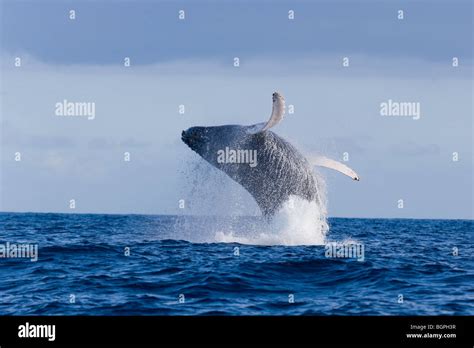 Blue whale breaching hi-res stock photography and images - Alamy