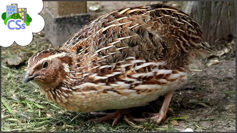 Quail Breeding, What to Look for in a Male - YouTube