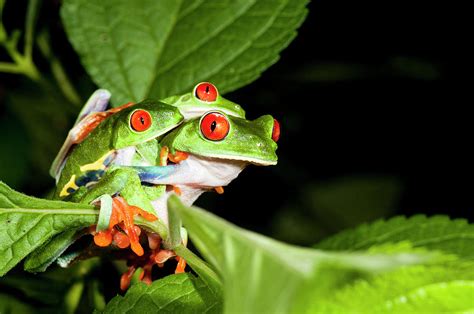 Mating Red-eyed Tree Frog Agalychnis Photograph by Josh Miller - Pixels