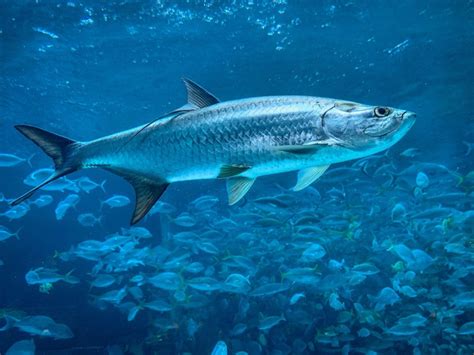 SPECIES PROFILE: Tarpon | PELAGIC