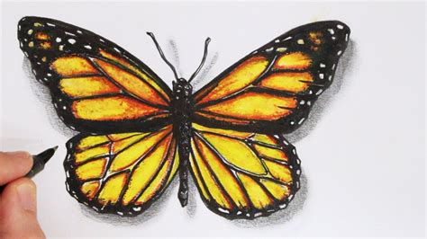 How to Draw a Realistic Butterfly: Time Lapse art tutorial from Circle Line Art School ...