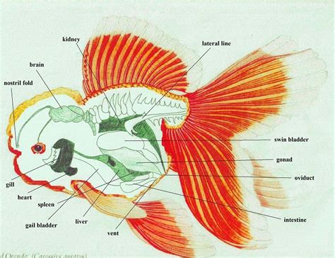 IKAN AIR TAWAR MALAYSIA: ANATOMI IKAN