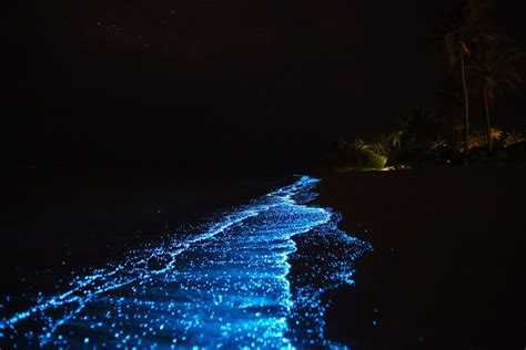 Vaadhoo Island Maldives Glow in the night beach