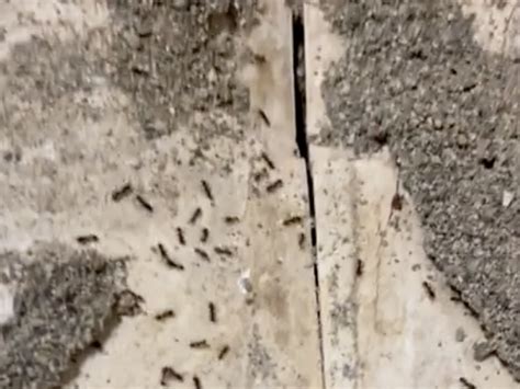 Soldier moves into barracks room, immediately finds massive ant colony ...