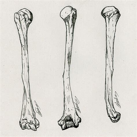 Humerus | Human bones art, Bone drawing, Bone art