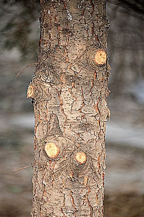 Tree Bark Free Stock Photo - Public Domain Pictures