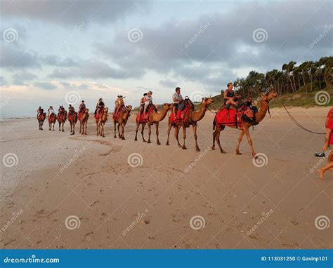 Tourist Camel Rides Cable Beach Broome Western Australia Editorial ...