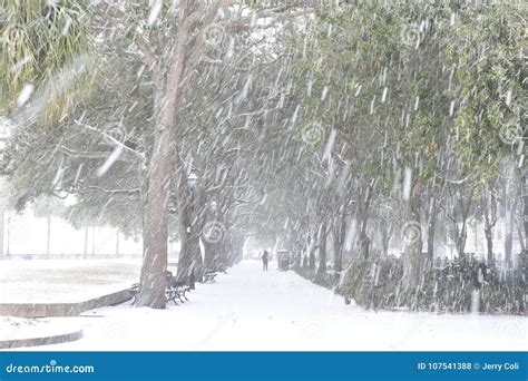 Snowstorm in Charleston, South Carolina Stock Photo - Image of weather ...