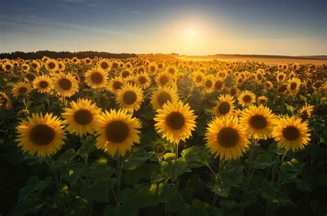 How to Plant Sunflower Seeds: Follow These 6 Simple Steps - A-Z Animals