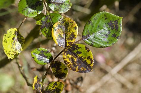 How to Treat and Prevent Black Spots on Roses | Black spot on roses ...