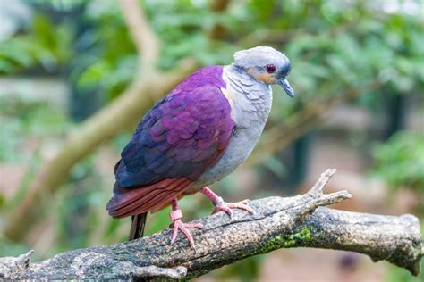 All the Types of Doves From Madagascar to the Andes - Outforia