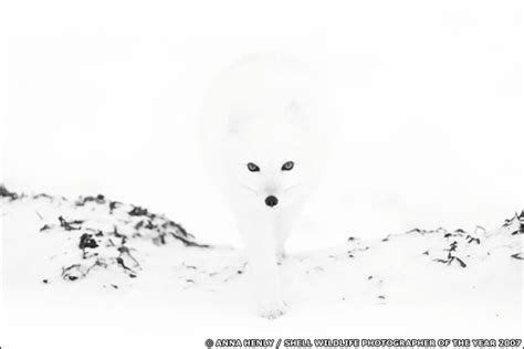 BBC News | In pictures: The best wildlife photography, Arctic fox