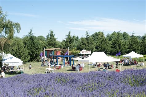 Photos: 19 farms filled with lovely lavender for Sequim's annual ...