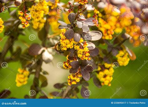 Bee on Flowers of Thunbergs Barberry Berberis Thunbergii Stock Image ...