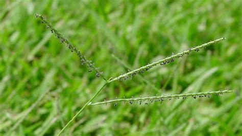 Carpetgrass | NC State Extension Publications