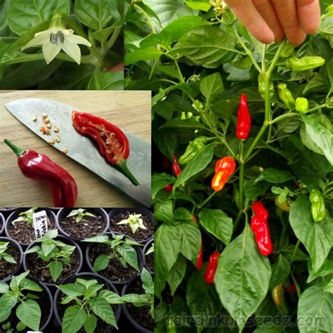 Bhut Jolokia Ghost Chilli Capsicum Chinense Seeds | Fair Dinkum Seeds