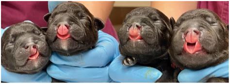 Animals | Free Full-Text | Cleft Lip and Palate in Four Full-Sib Puppies from a Single Litter of ...