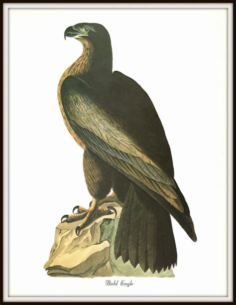 Audubon Art Print Bald Eagle 19th Century by StevesVintageArt