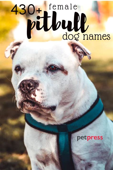 430 Female Pit Bull Names (Tough, Strong, & Cute Names!) - PetPress