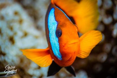 Anemone Fish – Sterling Imagery