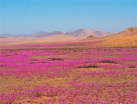 Atacama Desert Flowers