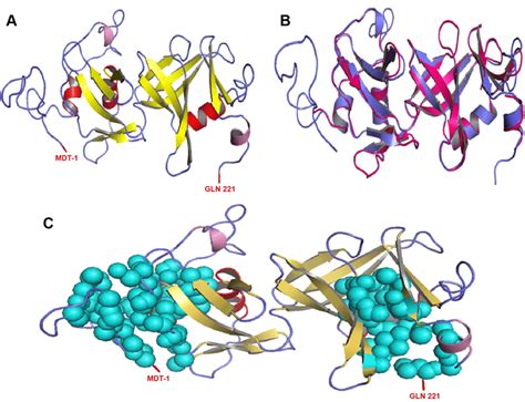 (A) secondary structure of modeled protein. cartoon diagram of... | Download Scientific Diagram