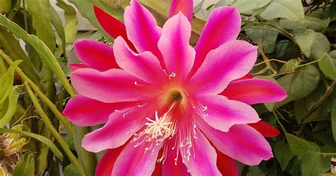 Kristy's Corner: Epiphyllum Cactus Flowers