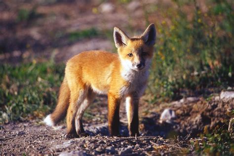 oh, another red fox | Fox, Big animals, Red fox