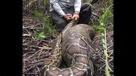 Invasive burmese python eats, regurgitates deer in record-setting finding, scientists say | The ...