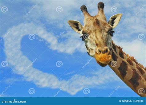 Love Concept Giraffe and Heart Shaped Cloud Stock Image - Image of ...