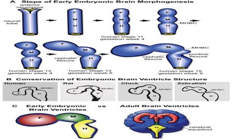 Development of the brain ventricles [9]. | Download Scientific Diagram