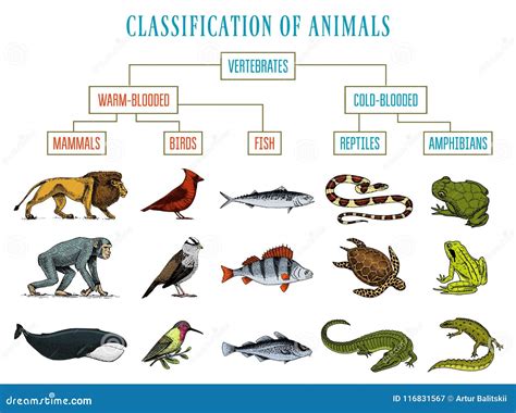 Classification of Animals. Reptiles Amphibians Mammals Birds. Crocodile ...