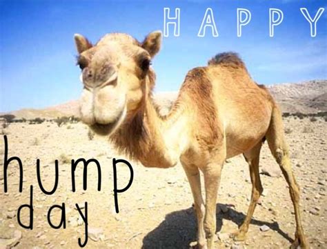 Happy Hump Day Pictures, Photos, and Images for Facebook, Tumblr, Pinterest, and Twitter