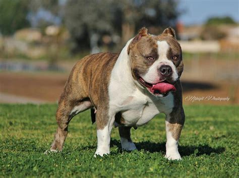 Adorable Brindle Female American Bully