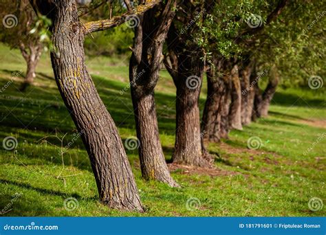 Beautiful Spring Landscape in Republic of Moldova. Green Landscape. Spring Nature Stock Image ...