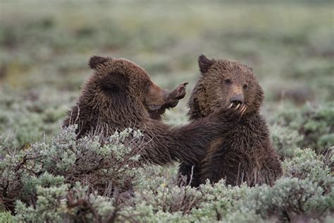 Yellowstone Wildlife Photography – What Lenses to Bring? | Martin Belan