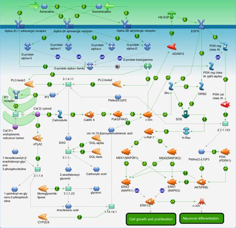 Development - Alpha-2 adrenergic receptor activation of ERK Pathway Map ...