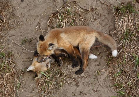 Two Red Fox pups playing outside their den 6253471 Stock Photo at Vecteezy